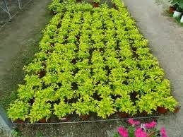 Resultado de imagen para LA DURANTA