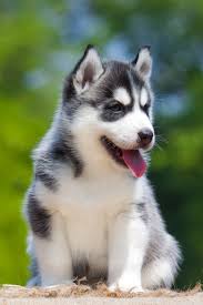 We did not find results for: Siberian Huskies Too Cute Cute Husky Puppies Novocom Top