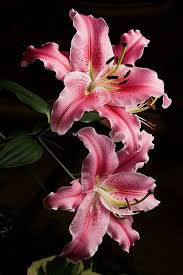 Oriental Tree Lily Care Tips For Growing And Caring Tree Lilies In The Garden Yash Care Caring Garden Growin Tree Lily Flower Pictures Amazing Flowers