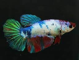 Best betta food bundle $23.49 $21.99; Female Halfmoon Betta Halfmoon Betta Betta Betta Fish