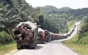 Maklumat kekosongan ini adalah seperti yang diiklankan. Tiada Kompromi Terhadap Lori Mengangkut Balak Perhutanan Sabah Sabah Post