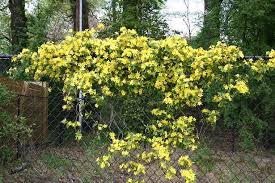 Carolina Jessamine As A Flowering Privacy Screen It S Evergreen In This Zone And M Low Maintenance Landscaping Front Yard Evergreen Vines Privacy Landscaping