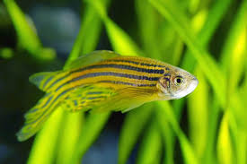 How to take care of goldfish. Zebra Danio 101 Care Size Lifespan Tank Mates