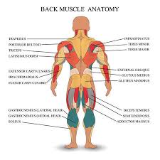 The superficial back muscles are the muscles found just under the skin. Back Muscles Stock Photos And Images 123rf