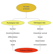 Activation of caspase and subsequent cleavage of downstream proteins play. Protease Expression By Microorganisms And Its Relevance To Crucial Physiological Pathological Events