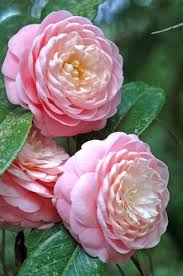 Camelias Flowers Beautiful Flowers Flowers Camellia Flower