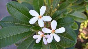 Names of common ornamental plants grown in the philippines (flowering plants). Low Maintenance Outdoor Plants That Are Good For Beginners