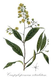 Image result for Gomphia