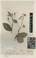 Image result for Usteria guineensis