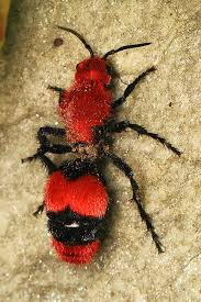 These 10 Bugs Found In North Dakota Will Send Shivers Down Your Spine Red Insects Animals Bugs Weird Insects