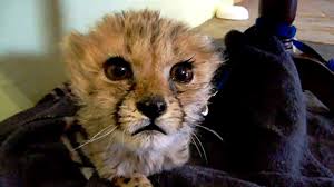 Dieses Geparden Baby Wurde Von Menschen Adoptiert Nachdem Seine Mutter Bei Einem Autounfall Ums Leben Kam Baby Cheetahs Cute Animal Pictures Cheetah Pictures