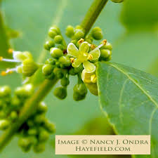 Image result for Flueggea