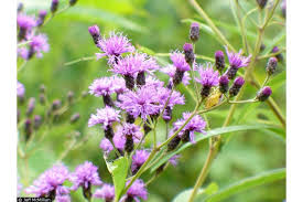 Image result for Vernonia oligocephala