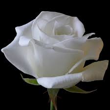 Maybe you would like to learn more about one of these? 6 Great Flower Shops In San Jose Sunnyvale And Santa Clara Ca Gardening Channel