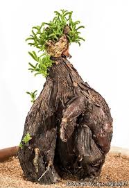 Image result for Stomatostemma