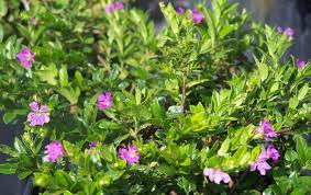 Image result for Cuphea hyssopifolia