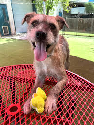 Image result for lakeland teriér