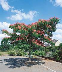 We did not find results for: Albizia Summer Chocolate Pflege Albizia Julibrissin