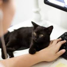 British shorthair kittens that are a joy the minute they get adjusted to your home. Why Do Registered Breeders Charge So Much For A British Shorthair Kitten My British Shorthair