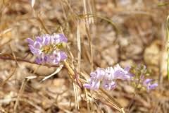 Image result for Decorsea schlechteri