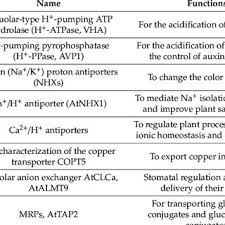 In plant cells, vacuoles are. Pdf A Review Of Plant Vacuoles Formation Located Proteins And Functions