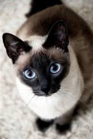 They are the quintessential people cat, for they love to be the outstanding feature of the head is the pair of deep blue almond eyes which are set at a slant. Pin On Little Critters