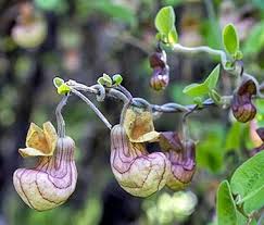 Image result for Aristolochia