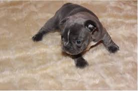 This advertiser is not a subscribing member and asks that you upgrade to view the complete puppy profile for this french bulldog, and to view contact information for the advertiser. Price Reduce French Bulldog Puppies With Payment Plan Colorado Springs Animal Pet