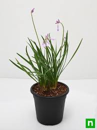 Image result for Tulbaghia fragrans