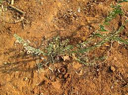 Image result for Antizoma angustifolia