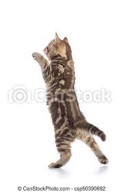 A brown tabby cat with slightly irritated expression, green eyes and a pink nose wearing a santa hat jauntily shifted to one side Rear View Of Tabby Cat Kitten Standing On Legs Isolated On White Rear View Of Tabby Cat Kitten Standing On Legs Isolated Canstock