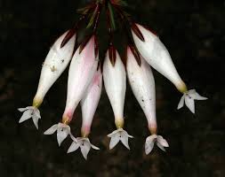 Image result for Erica wildii