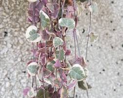 For more info mail me here. Geoponics Variegated Hoya Plant Pink Leaf Variegated Hoya Live Plant Pot 4 Pet Supplies Co Fish Aquatic Pets