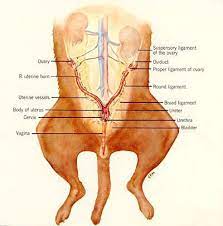 Spay Anatomy Jpg 400 406 Dog Anatomy Cat Anatomy Pregnant Dog