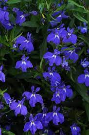 Pin On Blue Flowers