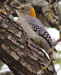 Bird With Black And White Head Golden Fronted Woodpecker Spechte Wendehals Hals
