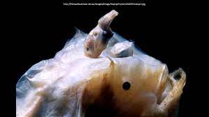 Length of a male 1½ in (4 cm). Angler Fish Reproduction Youtube