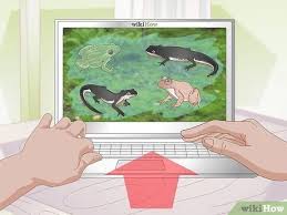Splash it around your windowsills how to prevent ants in house. How To Care For Salamanders With Pictures Wikihow