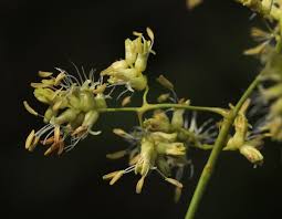 Image result for Flagellaria guineensis