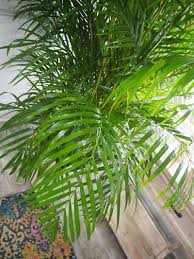 We would like to show you a description here but the site won't allow us. Arcea Palm Care Guide Plantz Caring For A Palm