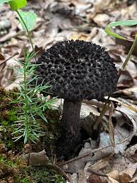 Image result for Strobilomyces strobilaceus