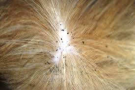Pin On Fleas Control Hacks