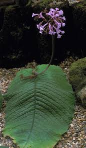 Image result for Streptocarpus sp.nov. aff. S. grandis