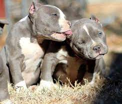 2021 satilik american bully fiyatlari panosundaki pin