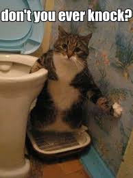 Don T You Ever Knock Surprise Your Cat Going To The Bathroom In The Litterbox Funny Animal Pictures Crazy Cats Funny Animals