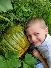 From 5 plants, first pumpkin harvest. Hope they ripen some more.