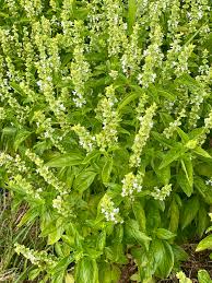 Image result for Ocimum