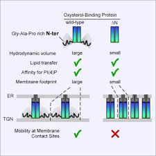 An Intrinsically Disordered Region In Osbp Acts As An