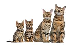 Bengal Kedisi Uzun Kasli Ve Iri Bir Kedi Cinsidir Genis Yuzleri Iri Yuvarlak Gozleri Ve Yayvan Agizlari Vardir Elmacik Kemikleri Bengal Kedi Yavru Kediler