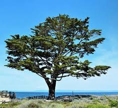 Image result for Cupressus macrocarpa